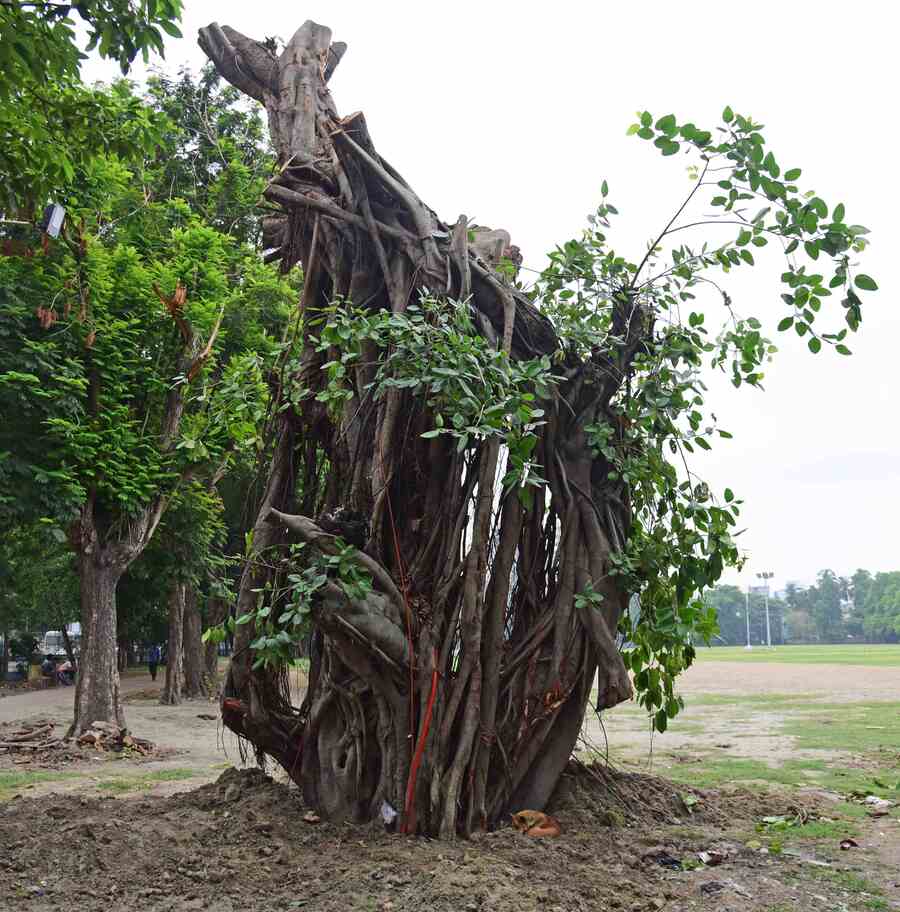 The century-old banyan tree that toppled on Sarat Bose Road on Wednesday was replanted on the Park Circus Maidan 