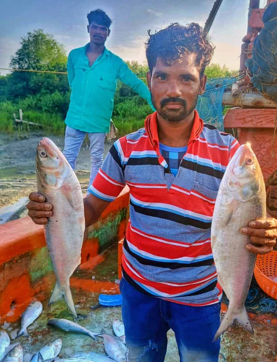 With the arrival of the rains, the queen of fishes is swimming its way into the market. On Saturday, a batch of Bengalis’ favourite hilsa entered Kakdwip port 