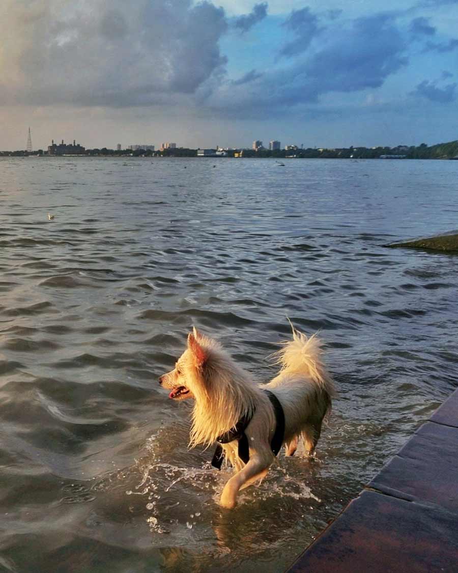 A German Spitz was seen enjoying in the Hooghly river water on Monday afternoon  