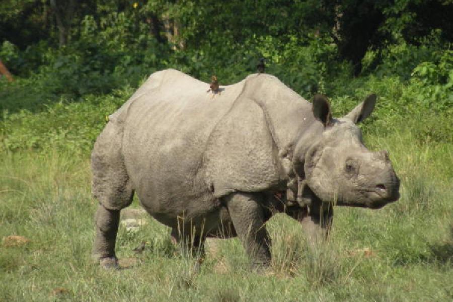 Rhinoceros | Indonesia welcomes birth of endangered Javan rhino calf ...