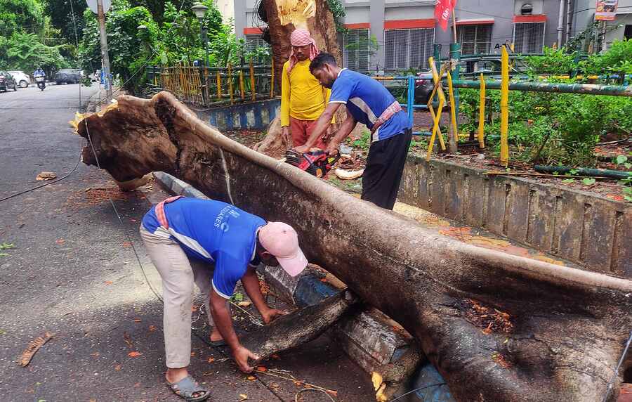 A Krishnachura tree broke and fell in Golf Green taking the life of a rickshaw puller on spot  