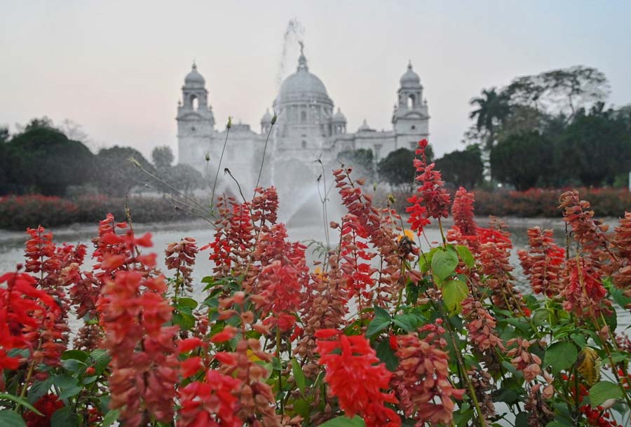 Beautiful Red Salvias in full bloom at the Victoria Memorial garden  