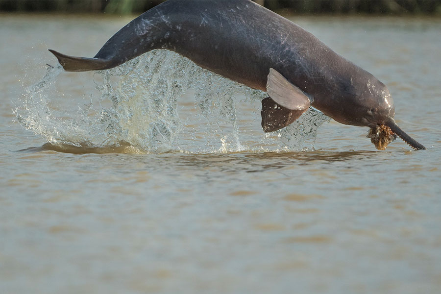 A Gangetic dolphin spotted at Katwa in Purba Bardhaman district of West Bengal. It is endangered and protected under the Schedule 1 of the Wildlife Protection Act, 1972