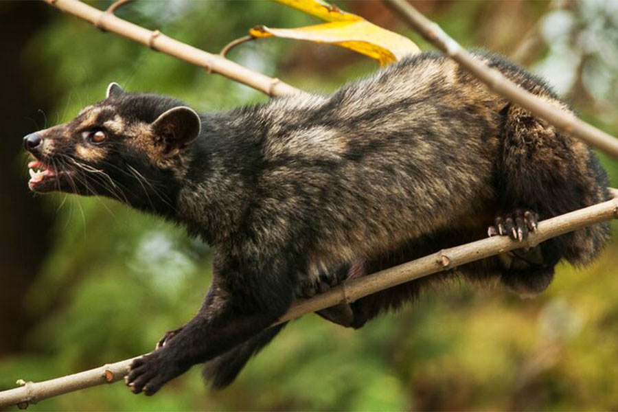 HEAL gets up to a dozen calls a month from irate Kolkatans, requesting them to “rescue” – in other words, take away and relocate – common palm civets at large
