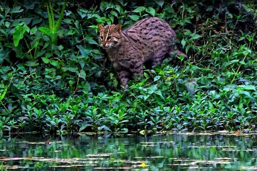 A fishing cat on the prowl in Howrah