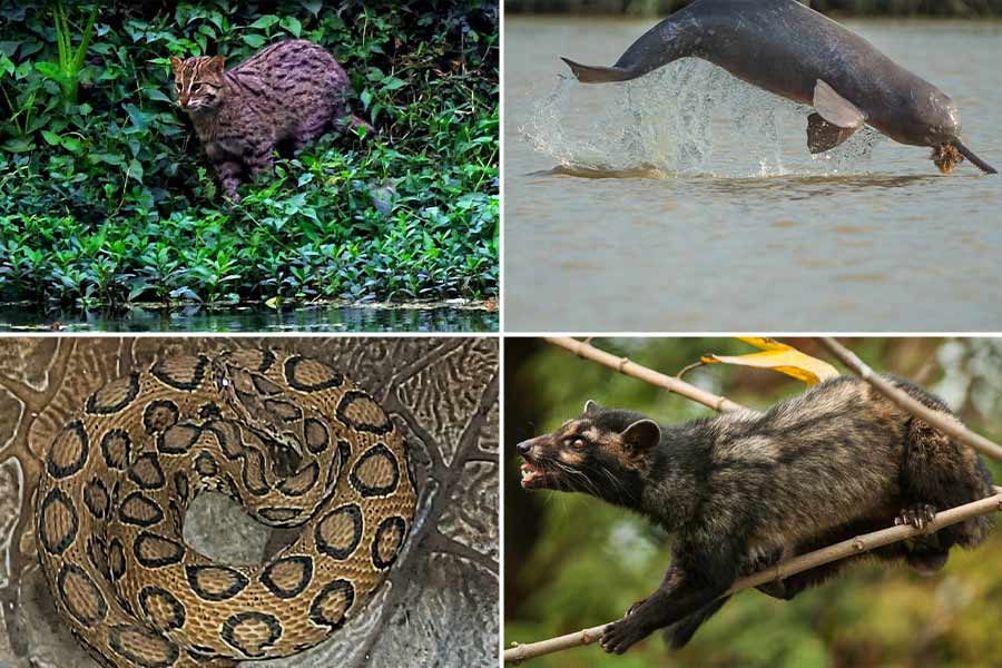 Fishing cats, Gangetic dolphins, common palm civets and Russell’s viper are all part of Kolkata’s own biodiversity