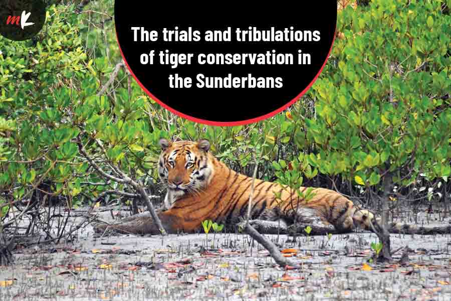 Experts reveal the real-world status of wildlife in the Sunderbans and north Bengal