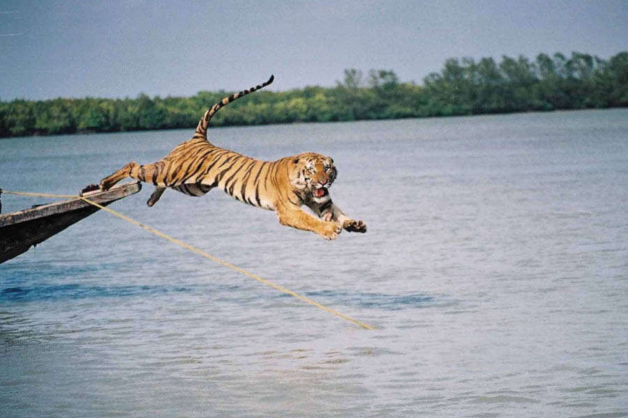 Tigers in the Sunderbans often carry the tag of being man-eaters — which isn’t true, says Pradeep Vyas 