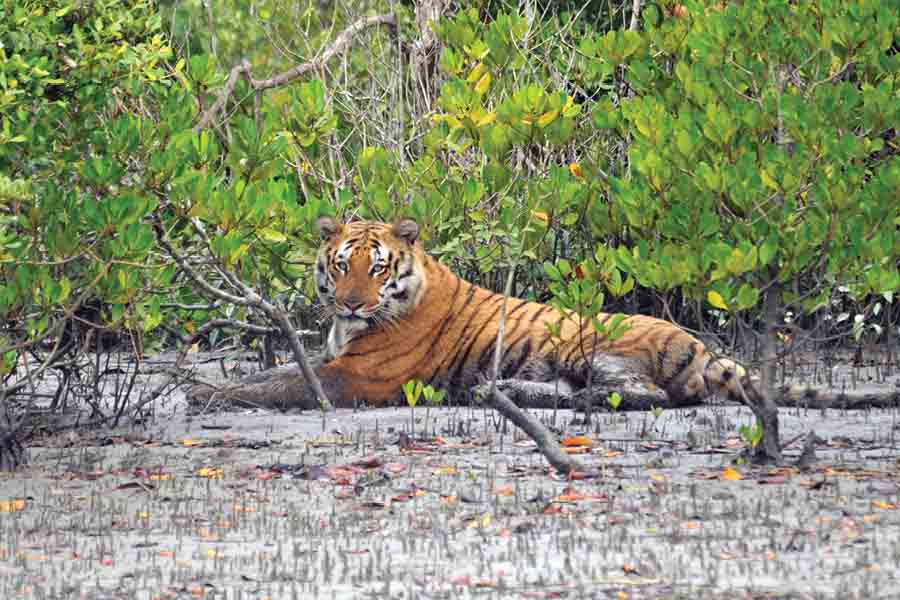 The terrain of the Sunderbans makes it difficult for tigers to catch prey 