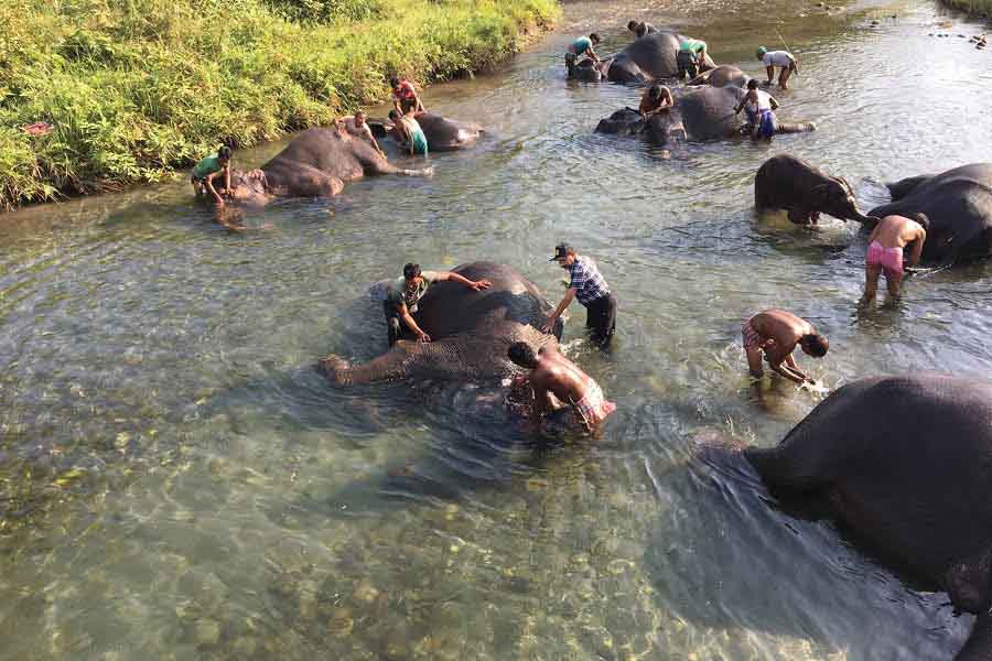 A herd of elephants cool off in a pond 