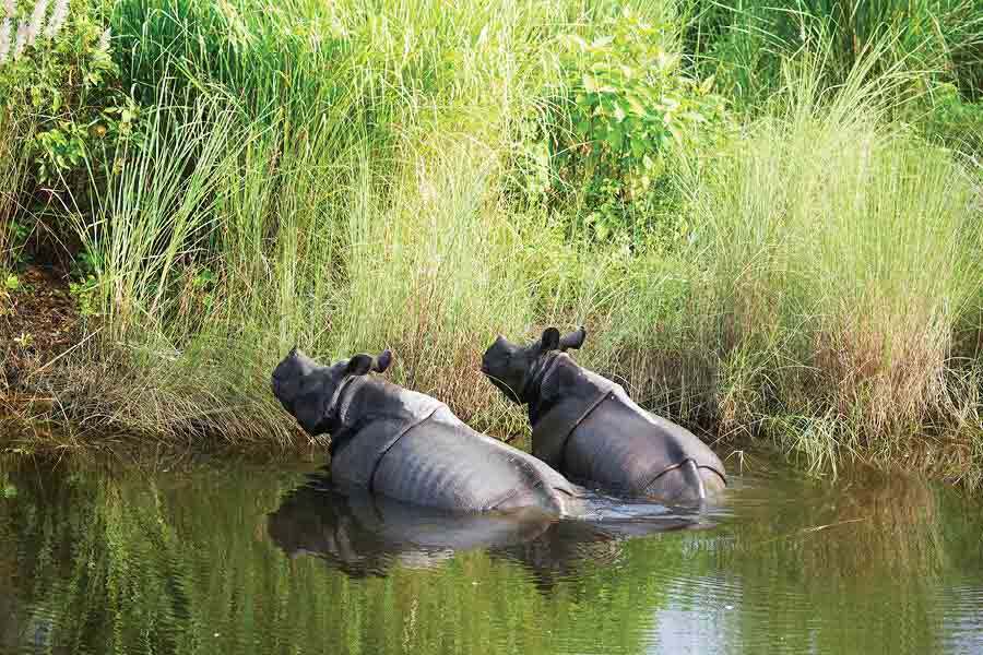 From a total of 22 rhinos in Jaldapara and Gorumara, the strength of the horned beasts has risen to the 300s 