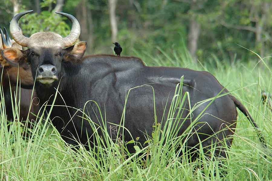The Indian bison is another species that was nearing extinction in Jaldapara, but continued efforts have seen their numbers rise over the years 