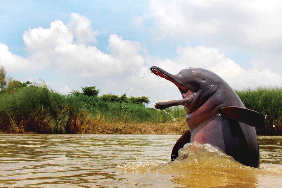 The presence of a Gangetic dolphin is often a marker of the cleanliness of the river body 