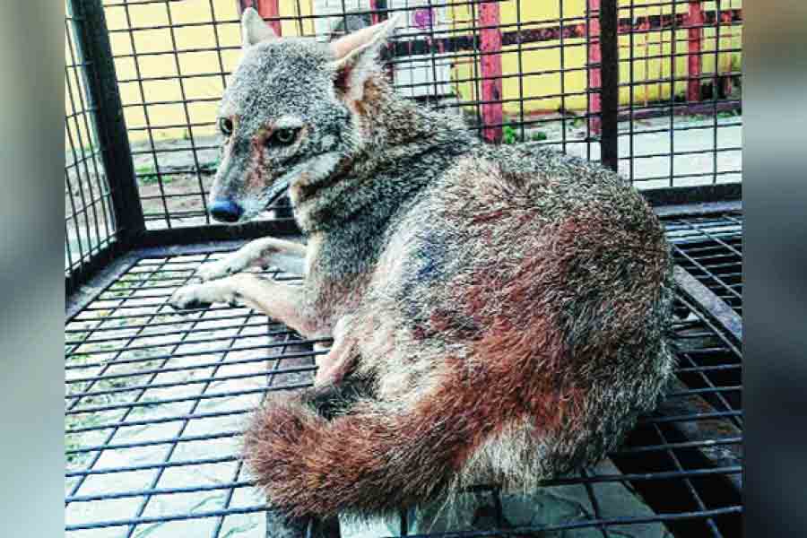 A file photo of a trapped jackal at the airport 