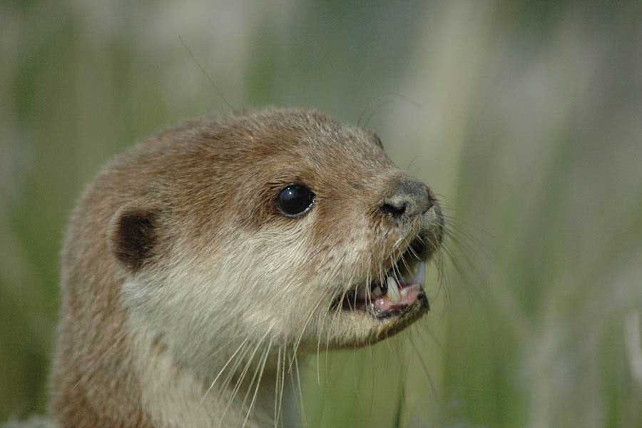 Otters were considered to be extinct in south Bengal and the Sunderbans, before recent sightings proved otherwise. Very little is known about the species, which is still endangered 