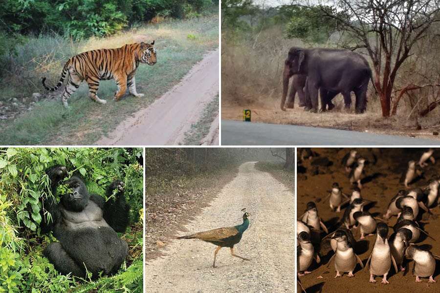 (L to R) From North Bengal in India to Australia and Africa — Team My Kolkata’s wildlife encounters are definitely special