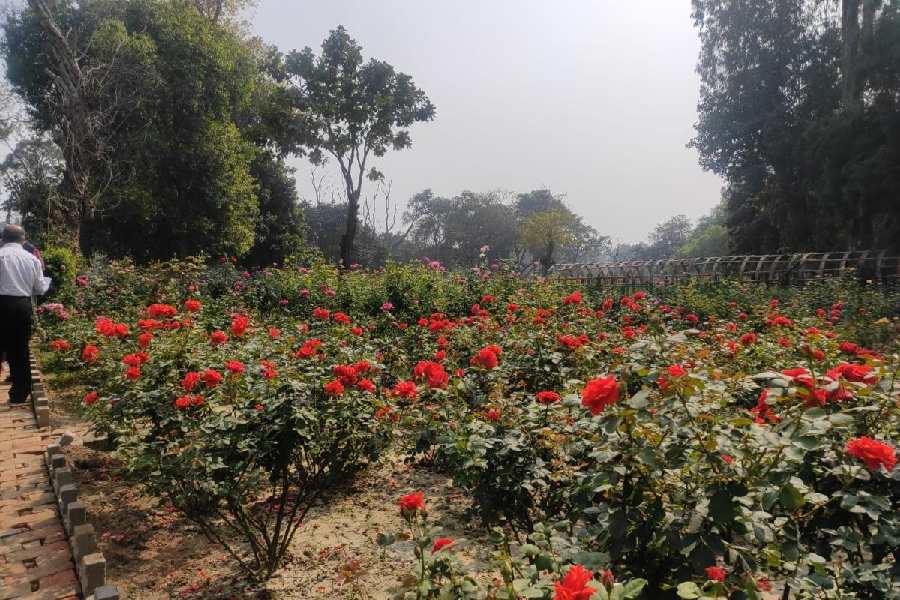 A recently developed rose garden at the AJC Bose Indian Botanic Garden in Shibpur