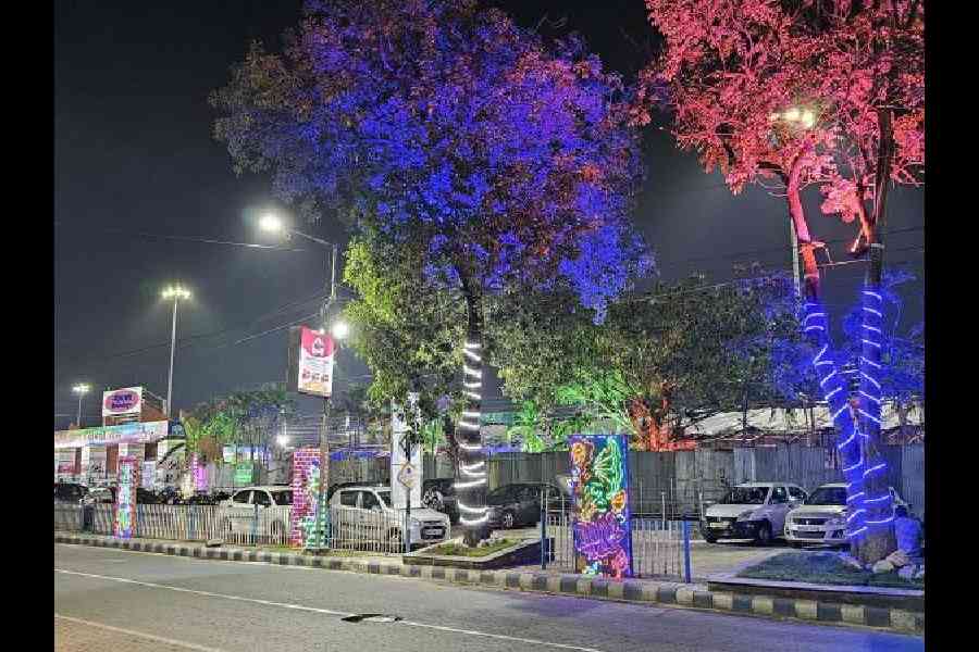 Lights entwined around trunks and branches of trees at Bidhhanagar Mela (Utsav)