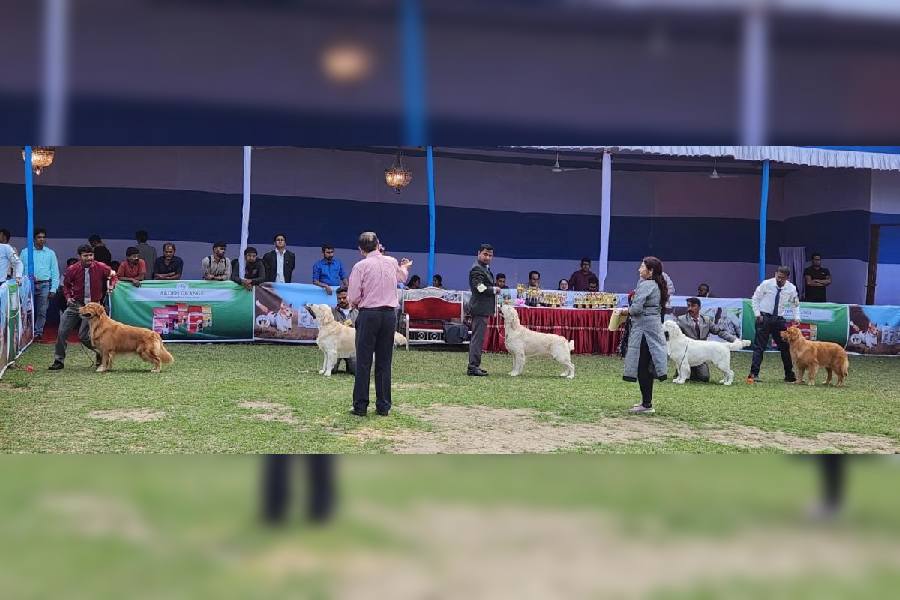 Golden Retrievers line up for the judge at the Belgachhia show. 