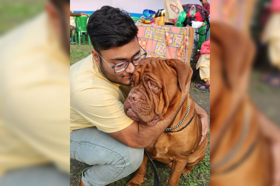 A man hugs his French Mastiff, kids play with a Beagle, and a family of a Golden Retriever, Siberian Huskies and Labrador puppies have fun