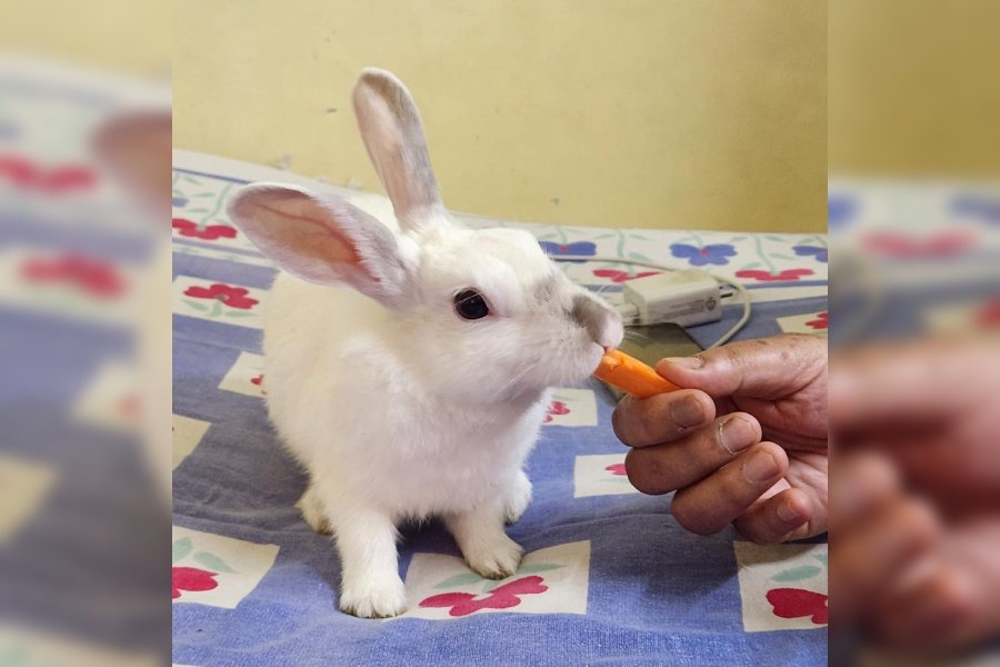 Bhutu nibbles a carrot for his afternoon snack