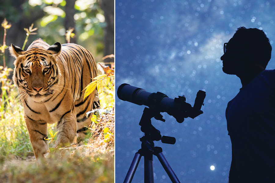 Pench’s charm lies beyond just the iconic tiger