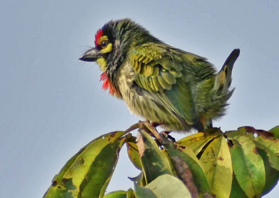A blue-throated barbet sits on a tree in the city