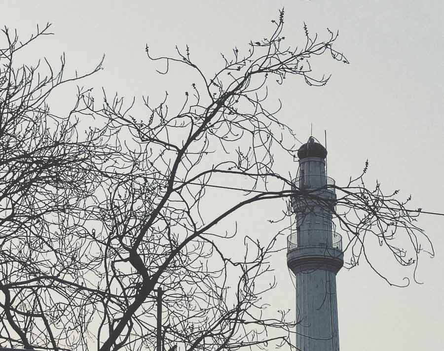 A barren tree near Shahid Minar awaits new leaves this spring