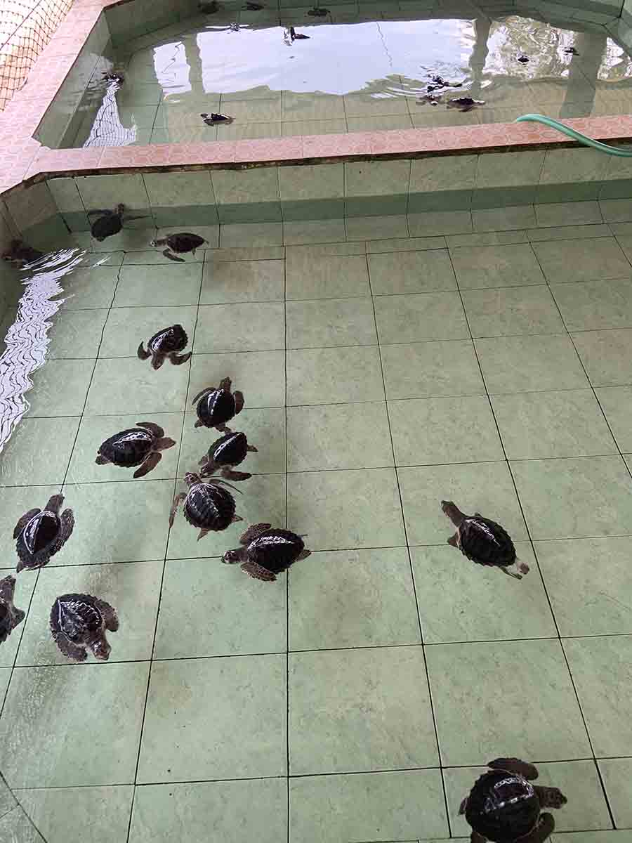 Baby turtles at a conservation centre on Gili Meno. It is privately run