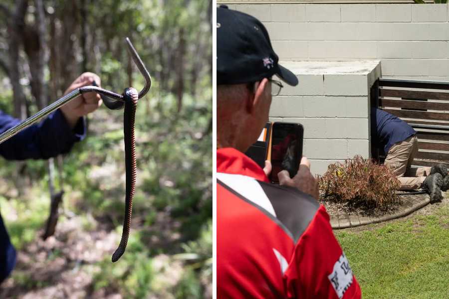 A venomous red-bellied black snake captured at a resort being released in native bush land (L)/ Mr. McKenzie searching for a snake at a retirement village, while people look on and film him (R)