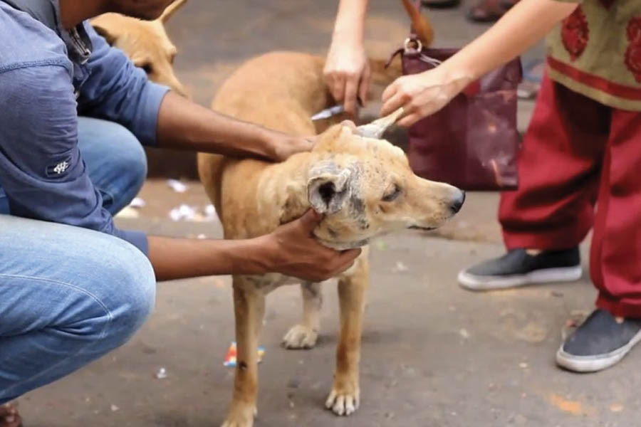 Like A Dog Foundation took off in 2014, with a noble goal to shower love and care upon Kolkata’s furry inhabitants