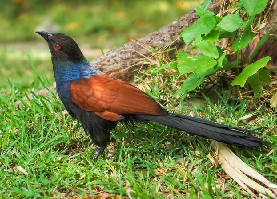 A Greater coucal was spotted at Rabindra Sarobar on Monday morning  