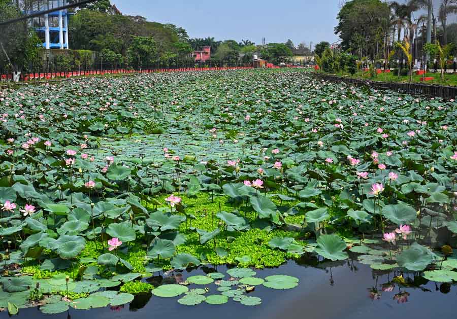 A part of Kestopur Canal between Bangur and Dum Dum Park is now transformed into a Lotus lake by the West Bengal government  