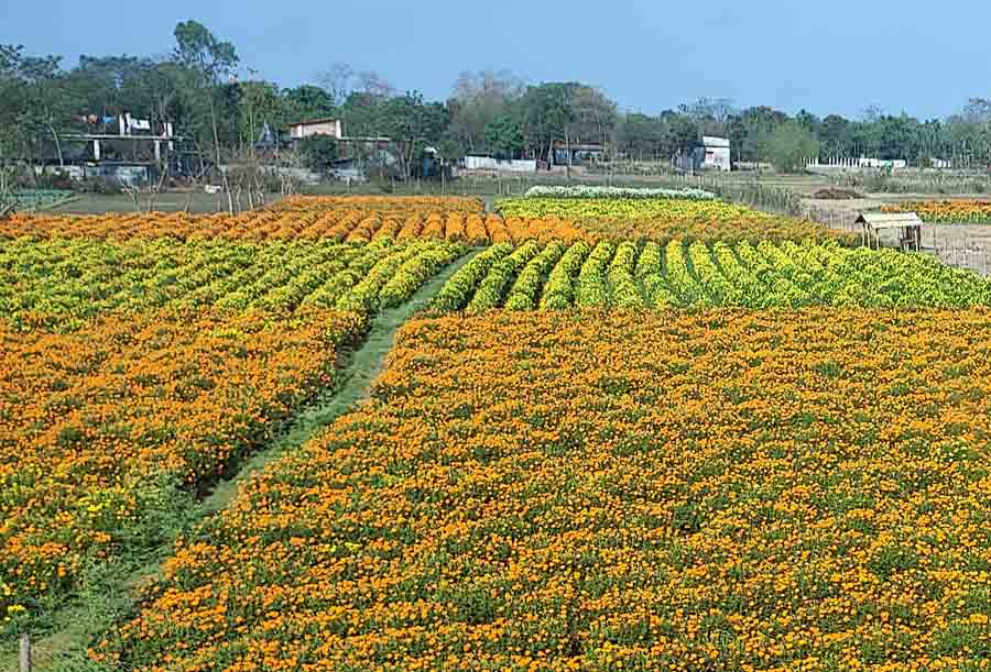 Floriculture at Rangapani near New Jalpaiguri in North Bengal is in full bloom this spring. Flower exports are a significant part of the economy 