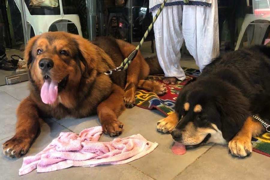 Tibetan Mastiff