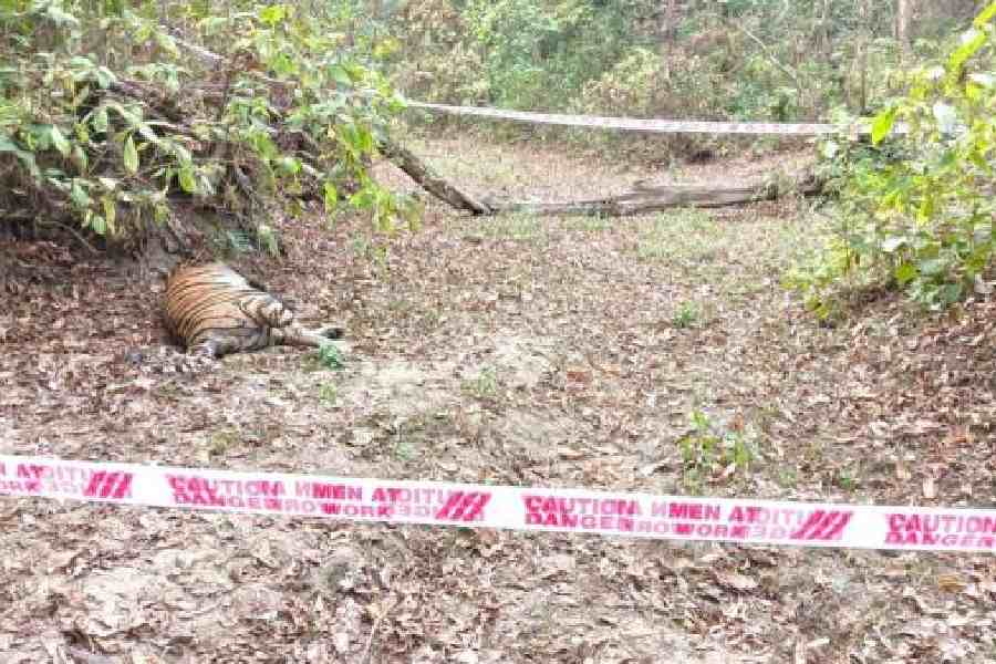 Bihar: Tiger found dead in national park, foresters doubt duel over territory as cause of death