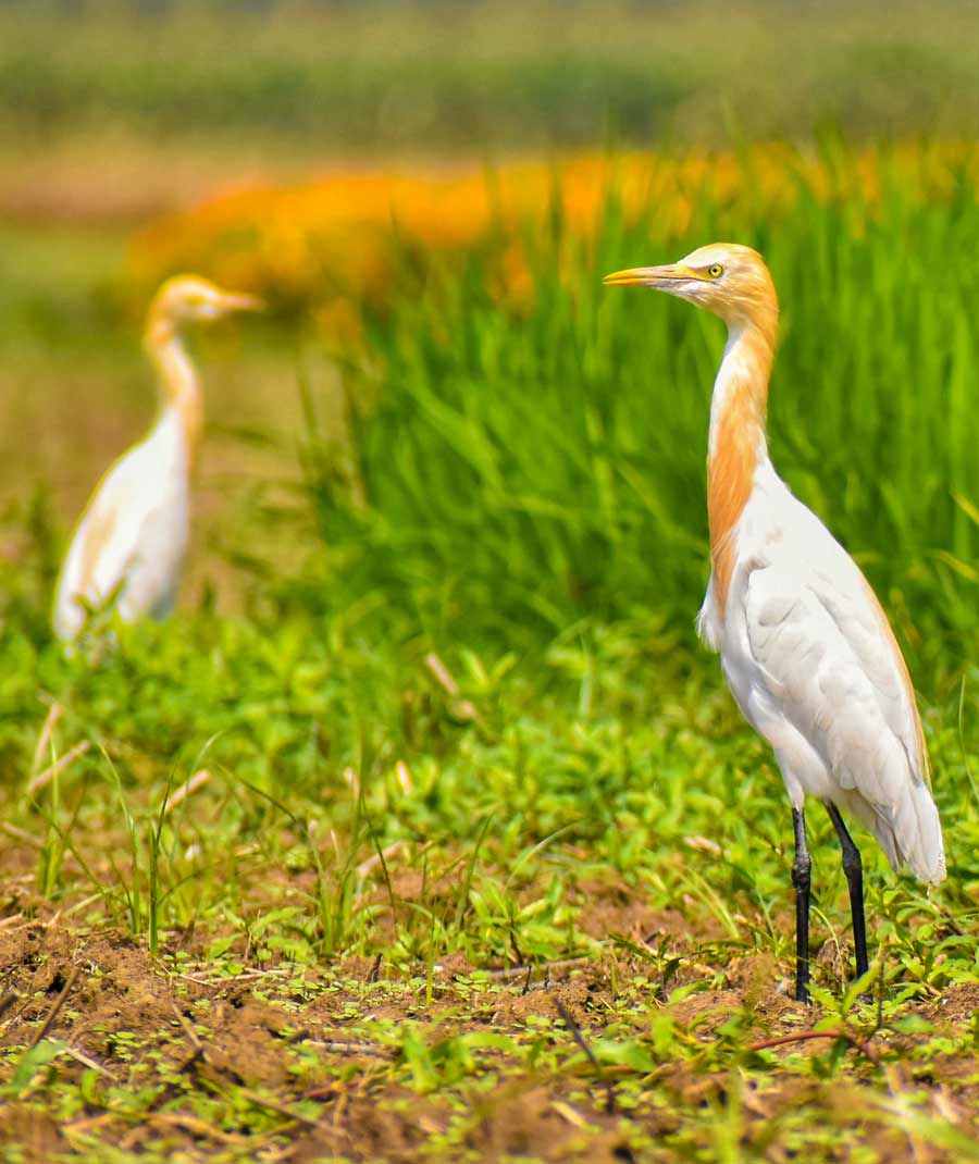 The cattle egret bird (Bubulcus) wandering in the paddy fields in search of food was clicked in Nadia district   