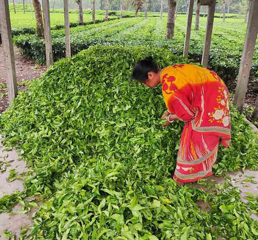 New tea leaves in a tea garden in Jalpaiguri, North Bengal is being plucked on Tuesday   