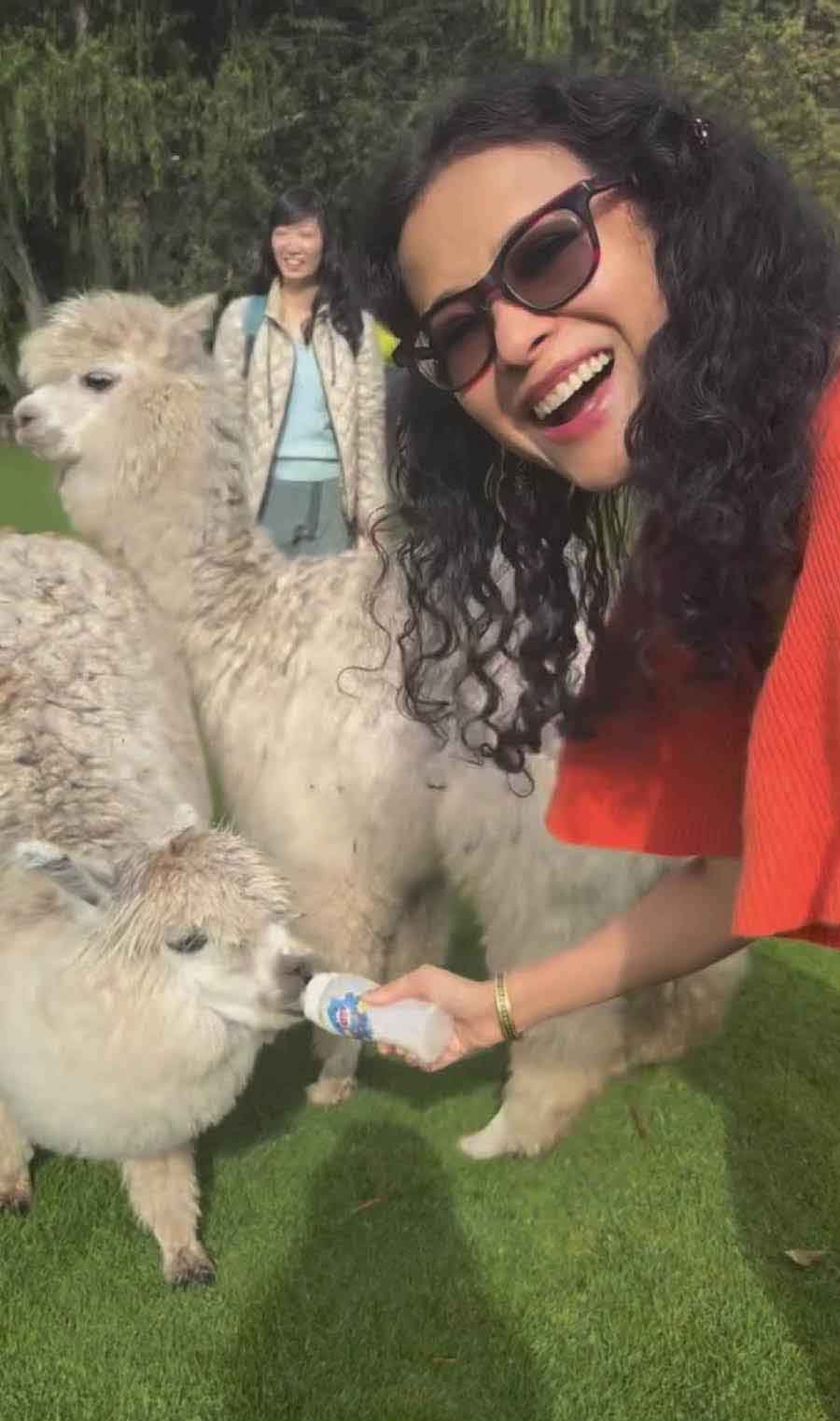 Writer, child-rights activist and actor Nandana Dev Sen uploaded this photograph early on Saturday with the caption: ‘Did you know that llamas are very social? Llamas live in herds, and will even ‘adopt’ groups of sheep or goats as their own herd. They protect their herds by chasing off predators like coyotes.  Enjoying feeding this sweet baby llama in Peru.  #fridayfunfacts #fridayfun #travelmemories #llamas #peru #nandanasen #bollyqueen #tollyqueen #tollywoodactress #tollywoodfans #bengali #llamalover’