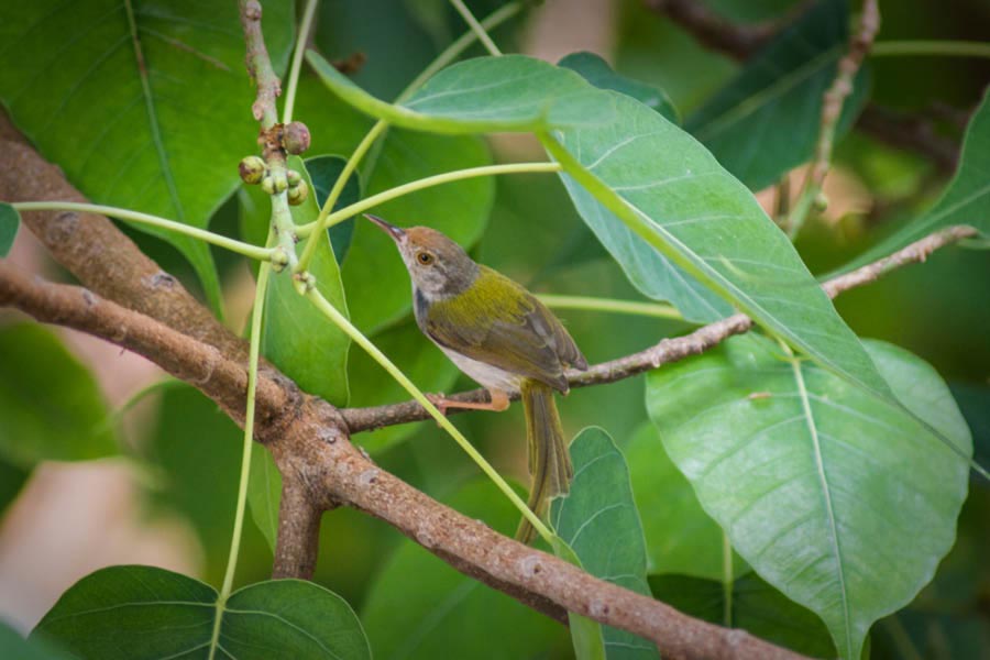 Pruning removes the shelter that birds get from leaves