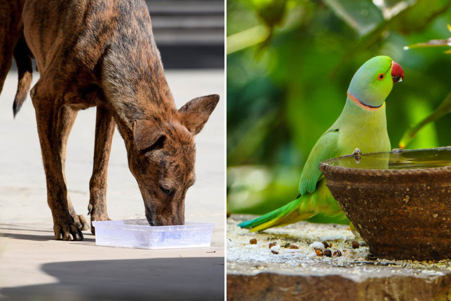 Placing water bowls will help animals and birds quench their thirst when they need it the most
