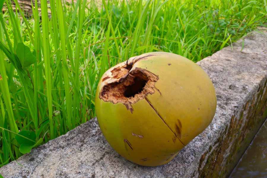 Making coconut shell shelters for birds is an easy DIY project