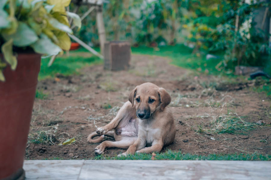 Mulchy soil in the shade provides relief to paws and hooves