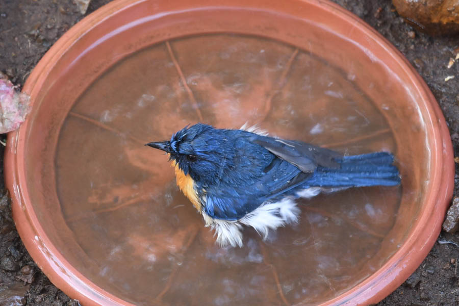 Add some ice to the water in your bird baths