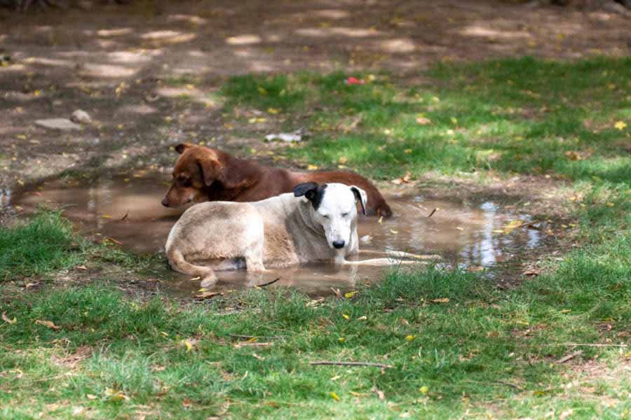 Keep an eye out for signs of heat exhaustion in community animals