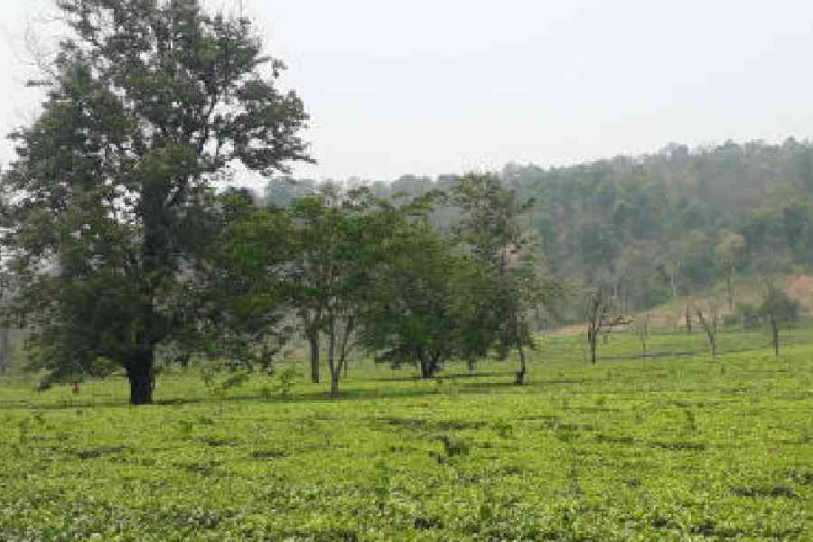  Planters seek government aid for heat effect on tea industry due to mercury surge