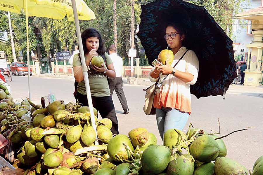 The coconut – legendary for its cooling properties 