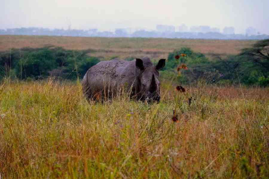 African rhino at dusk in Nairobi National Park. It is perhaps the only national park in the world where one can photograph an animal with a skyline of the city in the backdrop