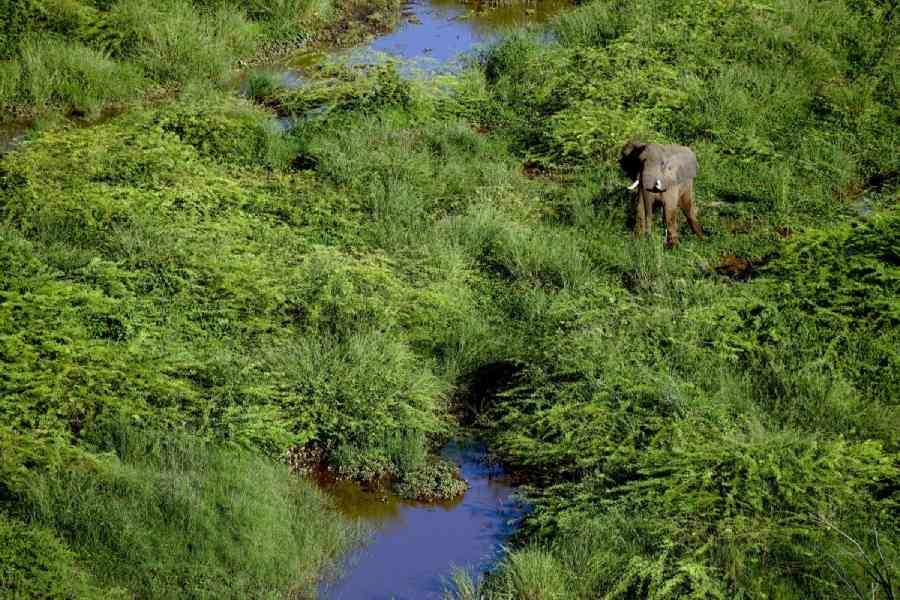 A curious elephant looks at the photographer's chopper