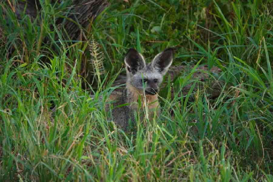 A bat-eared fox in Shompole